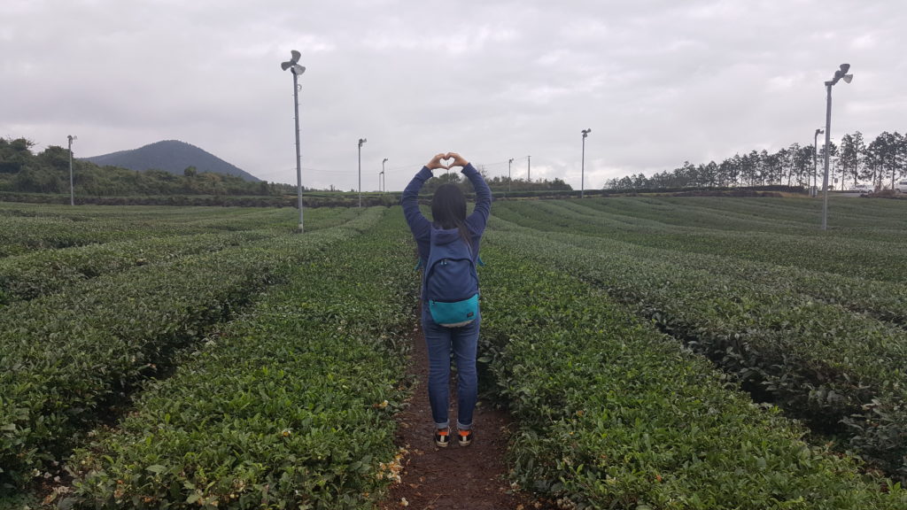 Jeju Island Travel Guide: O’sulloc Tea Museum 오설록티뮤지엄