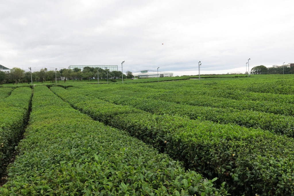 Jeju Island Travel Guide: O’sulloc Tea Museum 오설록티뮤지엄