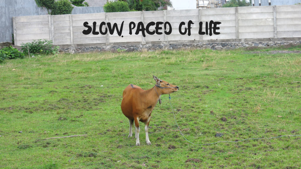 Bali Quick Guide Travel Tips