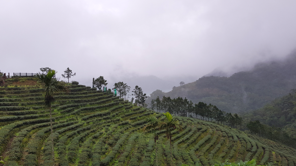 Bagua tea plantation 八卦茶園