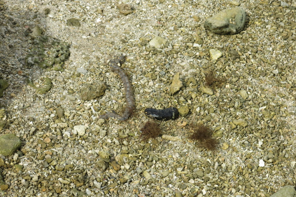 Kenting, Pingtung: Wanlitong 萬里桐