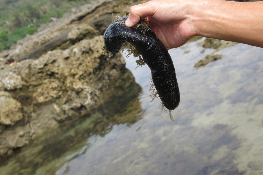 Kenting, Pingtung: Wanlitong 萬里桐
