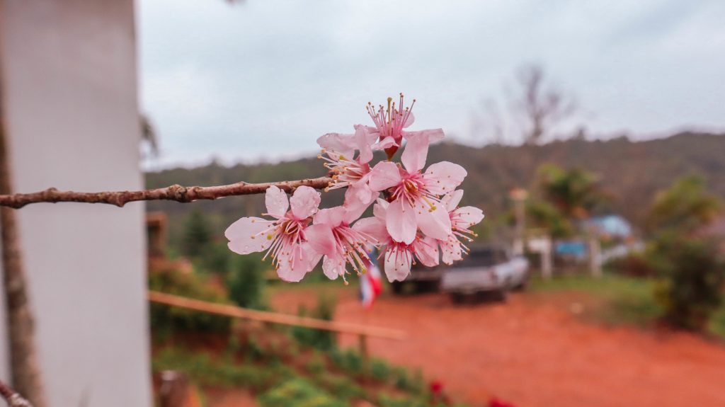 Khao Kho Itinerary: Phu Lom lo