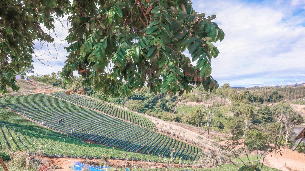 Khao Kho Itinerary: Strawberry picking