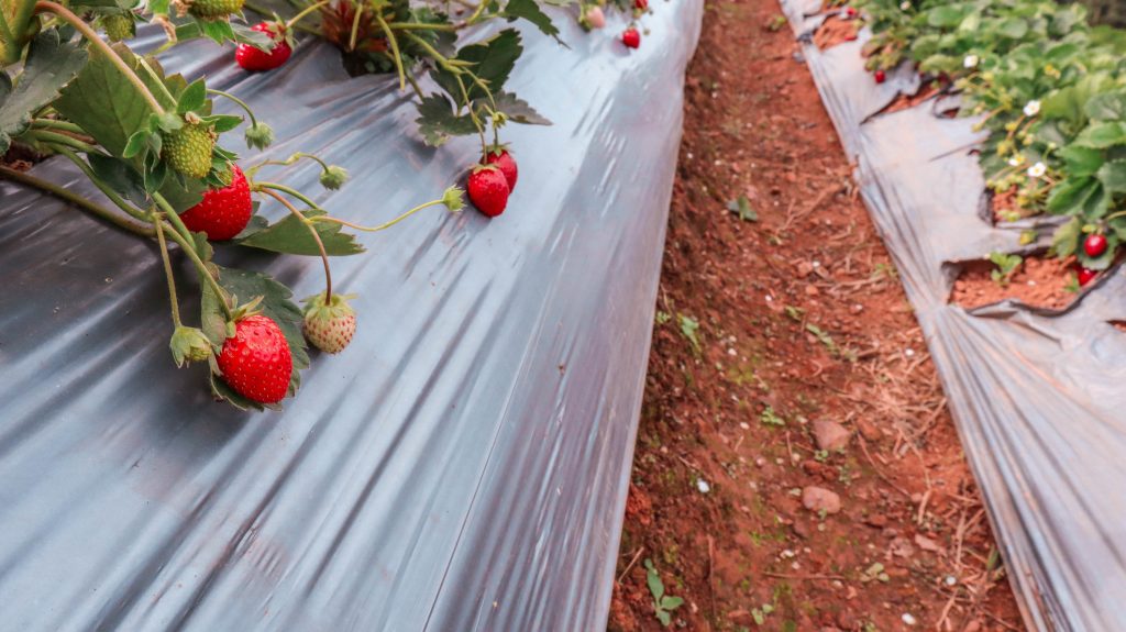 Khao Kho Itinerary: Strawberry picking