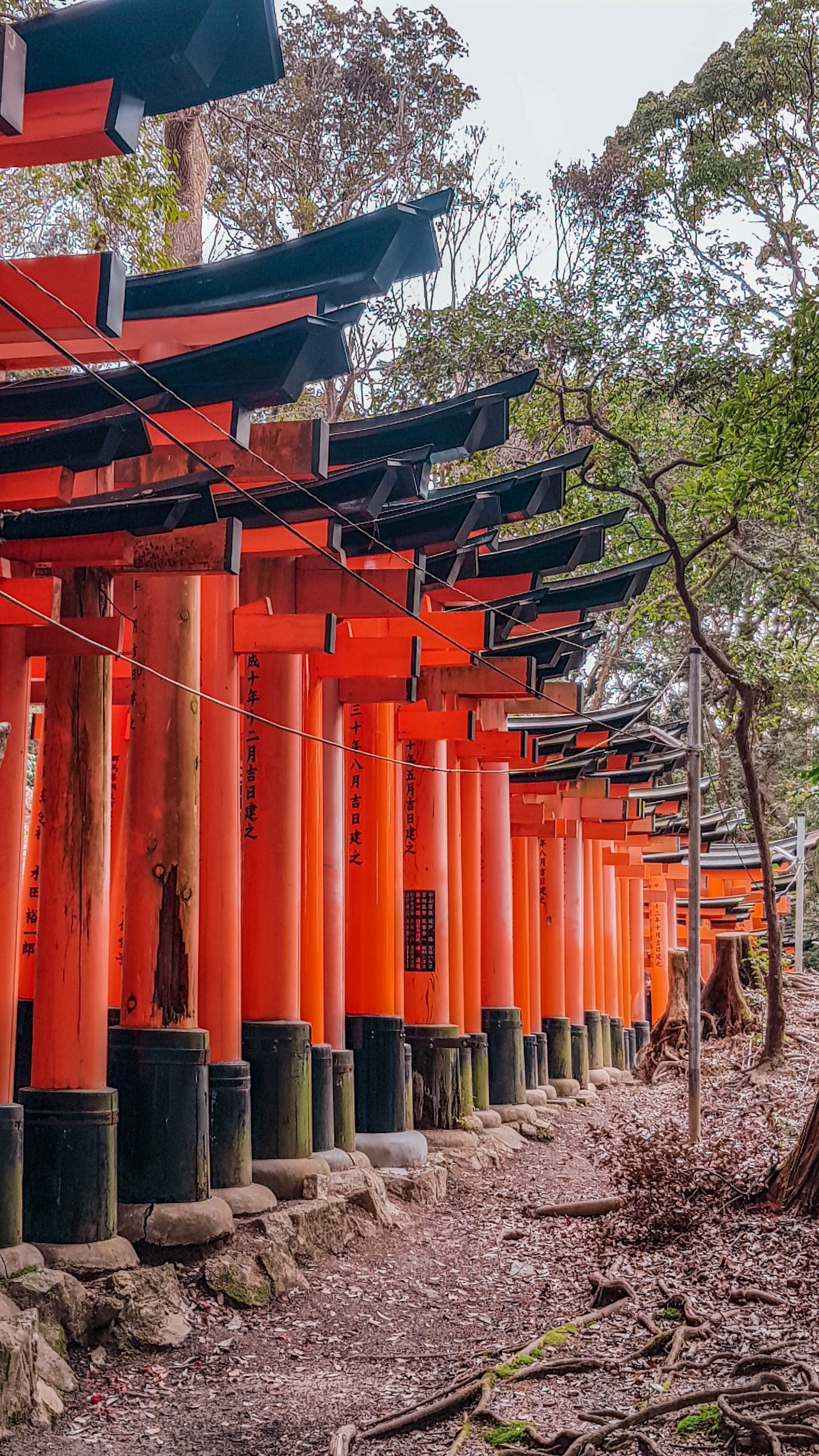 Kyoto one day itinerary: Torii gates at Fushimi Inari 