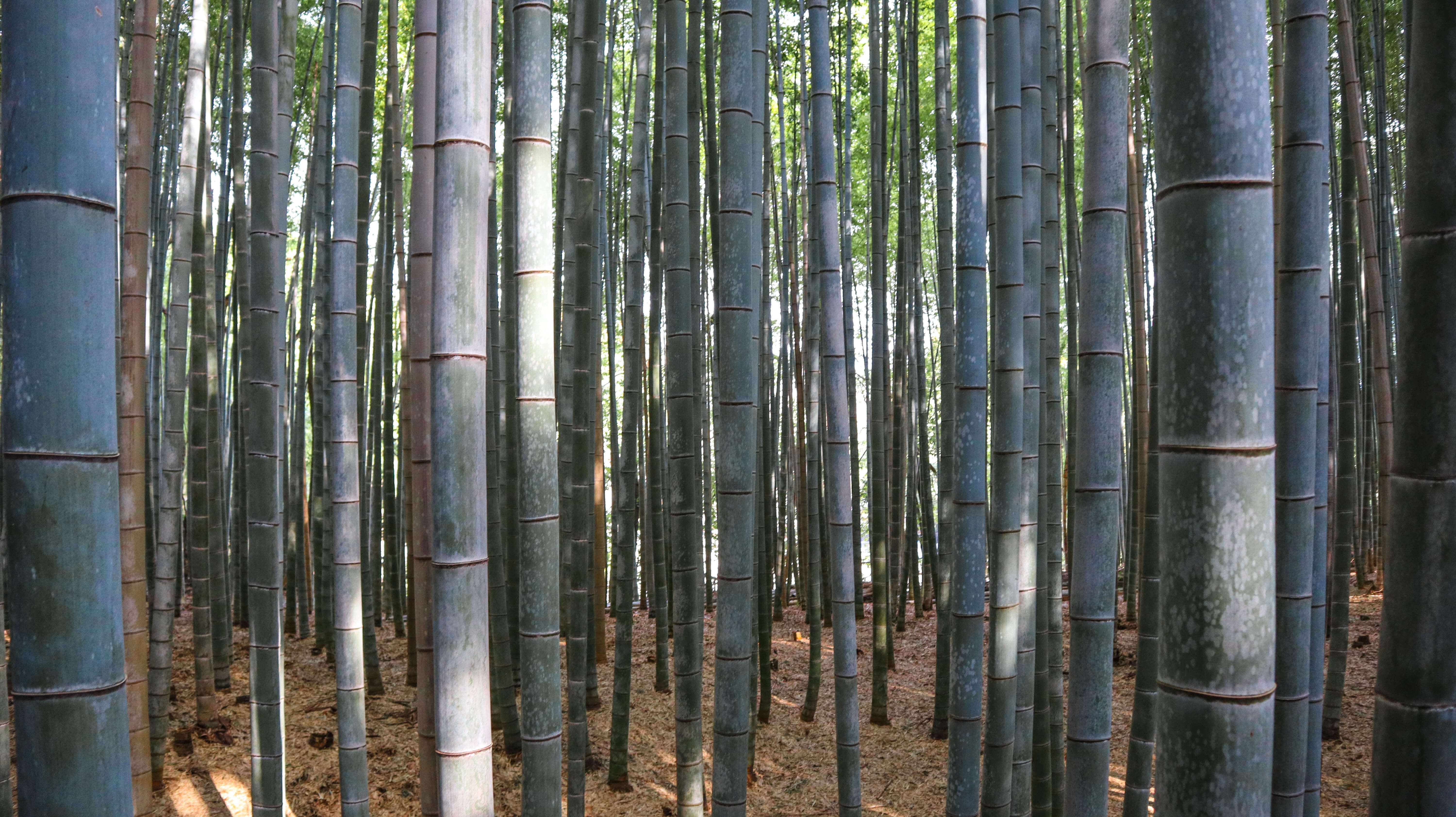 Kyoto Arashiyama bamboo forest