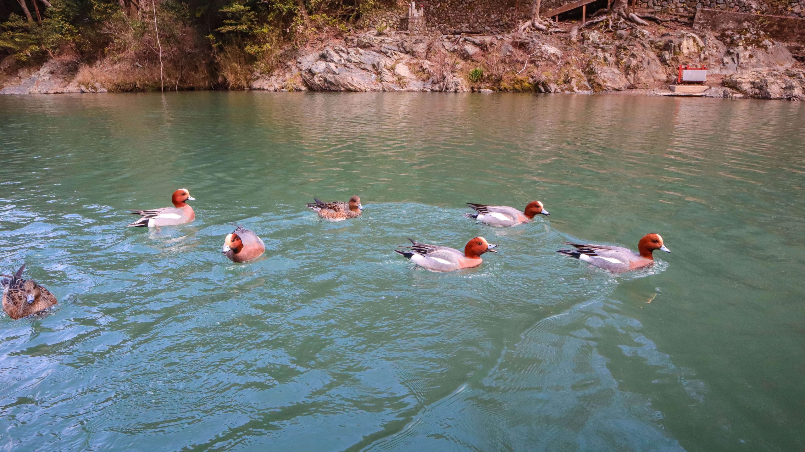 Arashiyama Tsusen boat at Togetsukyo Bridge