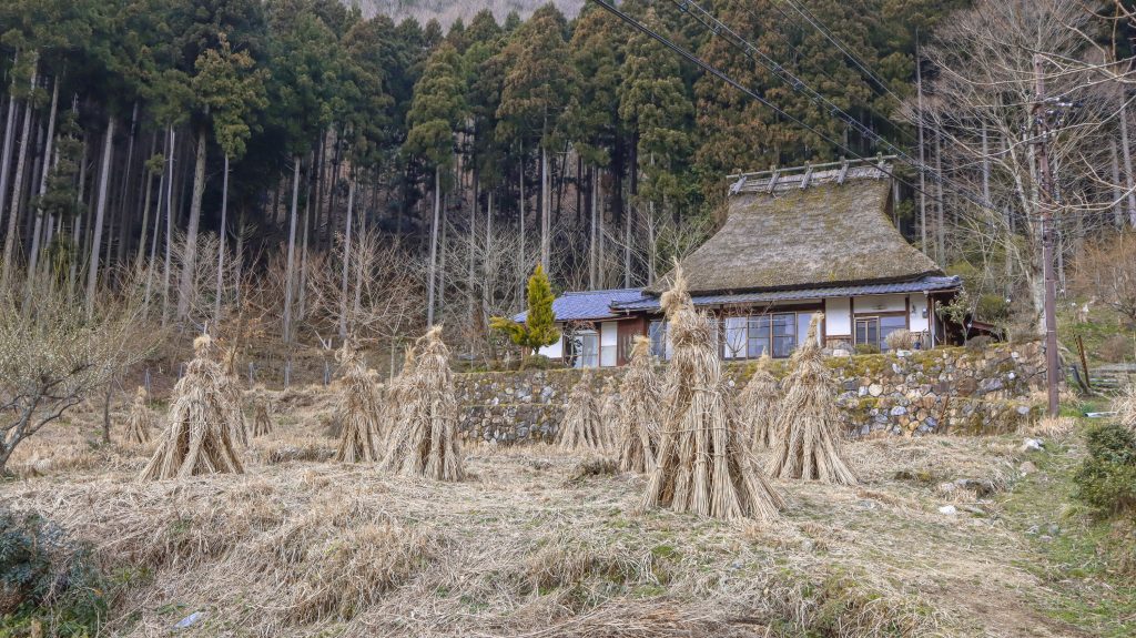 Miyama Kyoto, traditional thatched roof village drying miscanthus grass