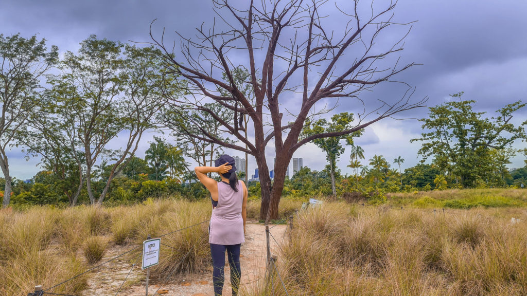 Instagram worthy places at Jurong lake gardens