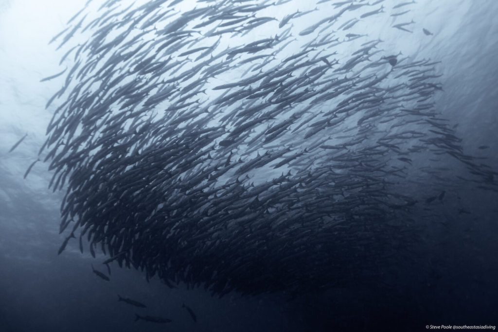 Things to do in Semporna: Diving at Sipadan island